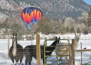 Llamas in field with hot air balloon