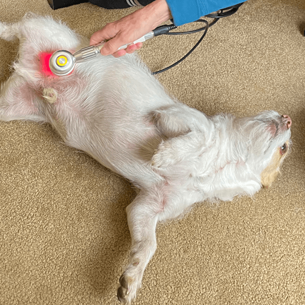A terrier enjoys therapeutic laser for psoas muscle pain.