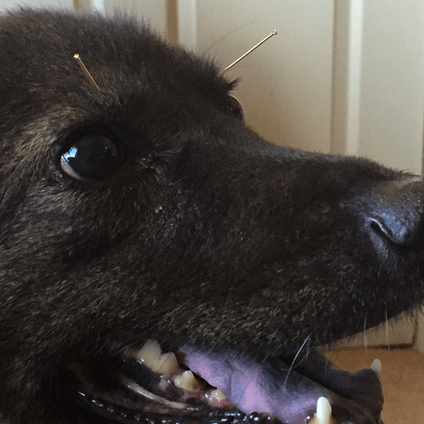 A dog with acupuncture needles in BL-2 acupoints for relief from eye pain and inflammation.