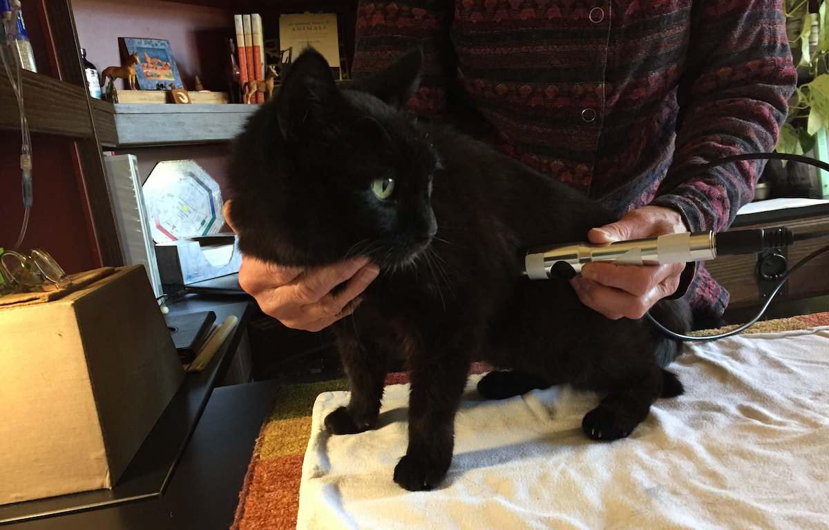 A black cat receives therapeutic laser on joints and acupoints.