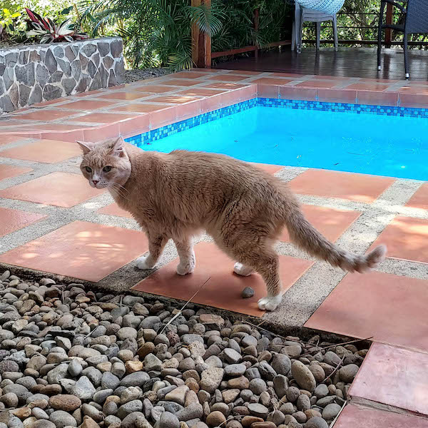 Annie the cat by a pool