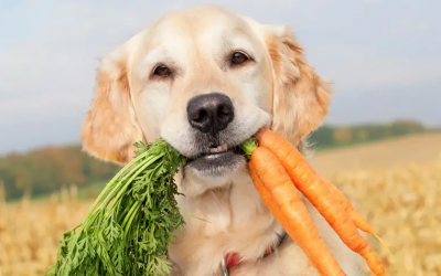 Food Cures for Dogs