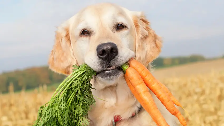 Food Cures - Dog holding Carrots in mouth