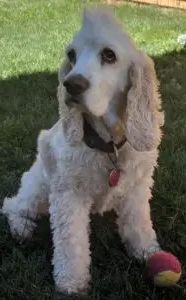 Cocker Spaniel Mix Murphy