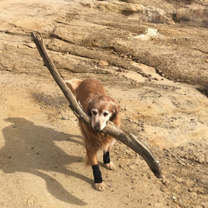 Riley carrying a big stick