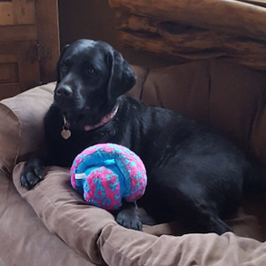 Black dog on couch with a toy