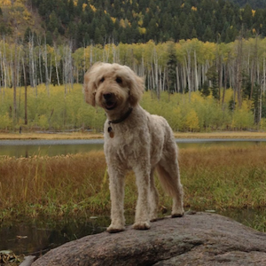 Theo at 10 years old, posing in the Irises on a camping trip