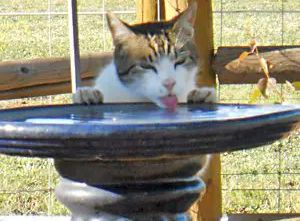 Cat licking water from a bird bath